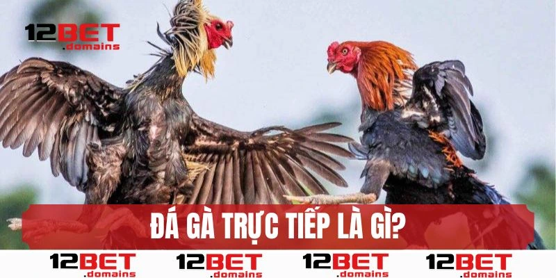Đá gà trực tiếp là gì