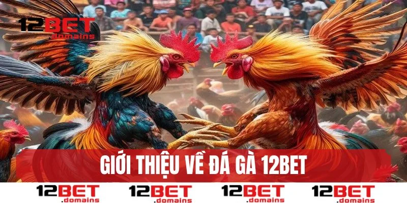 Giới thiệu sân chơi đá gà 12BET uy tín hàng đầu