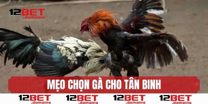 Hướng dẫn chọn chiến kê dành cho người mới