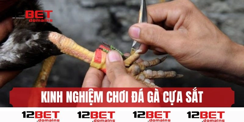 Kinh nghiệm của các chuyên gia khi chơi đá gà cựa sắt