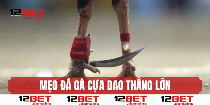 Mẹo hay giúp bet thủ thắng lớn với đá gà cựa dao