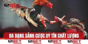 Nhiều sảnh uy tín, phát sóng nhiều trận mỗi ngày