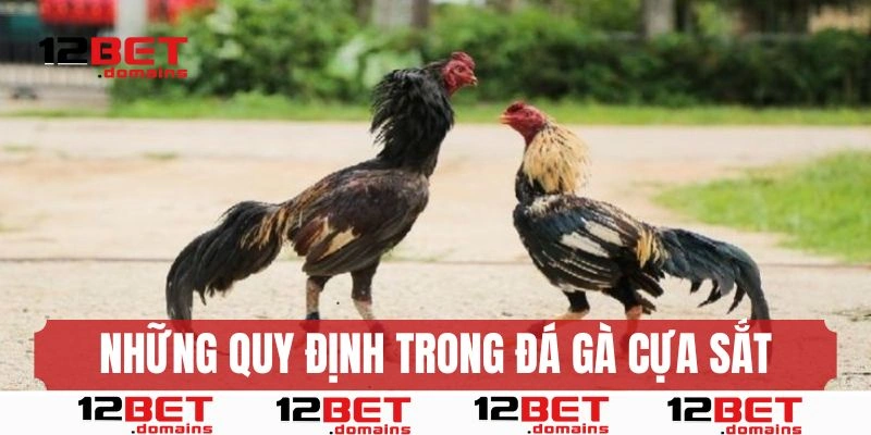 Những quy định chính trong trò đá gà cựa sắt