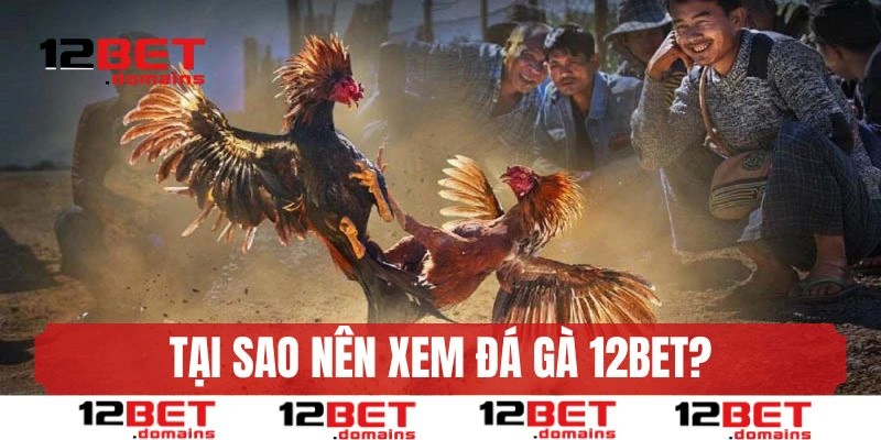 Tại sao nên xem đá gà 12BET?