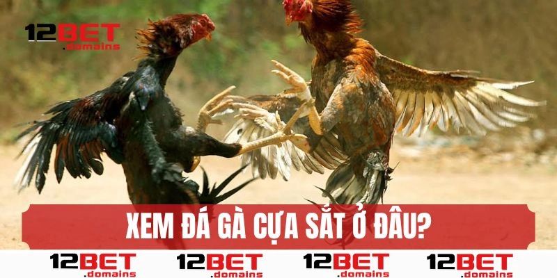 Xem đá gà cựa sắt ở đâu chất lượng tối ưu